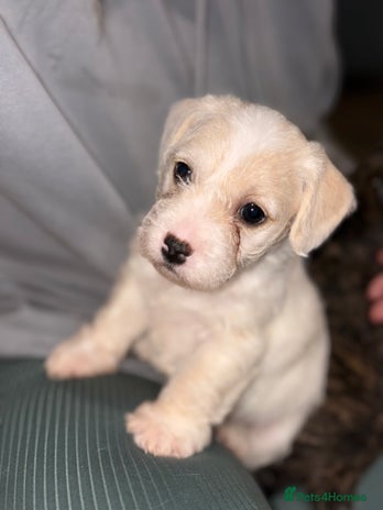 Mixed Breed dogs - Advert 1