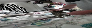 Mixed Breed Kitten 3