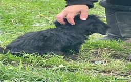 Cockapoo dogs for sale: F1 unique cockerpoo pups  - Image 24