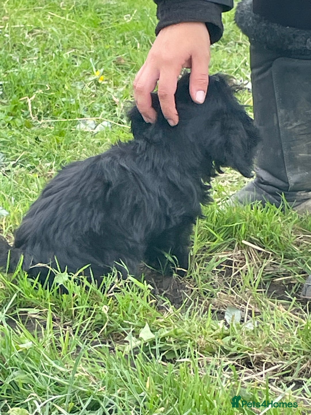 Cockapoo dogs for sale: F1 unique cockerpoo pups  - Image 24