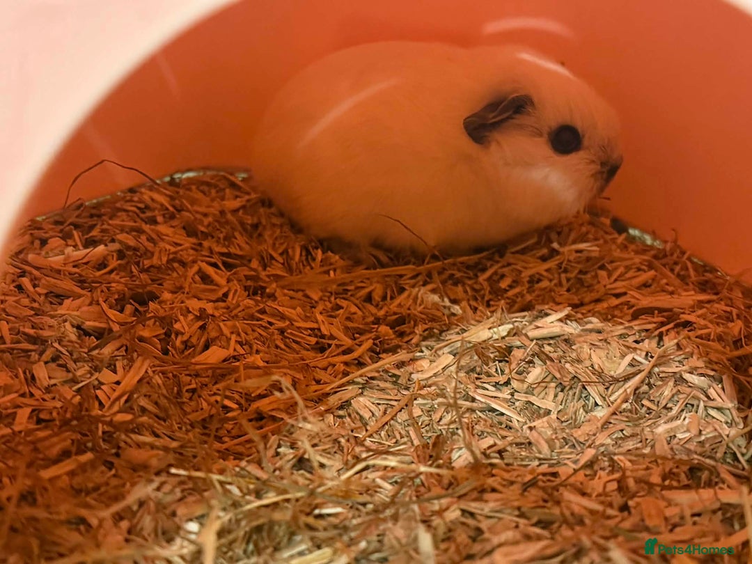 Guinea Pig rodents for sale: 2 young female guinea pigs with large c n c cage - Advert 3