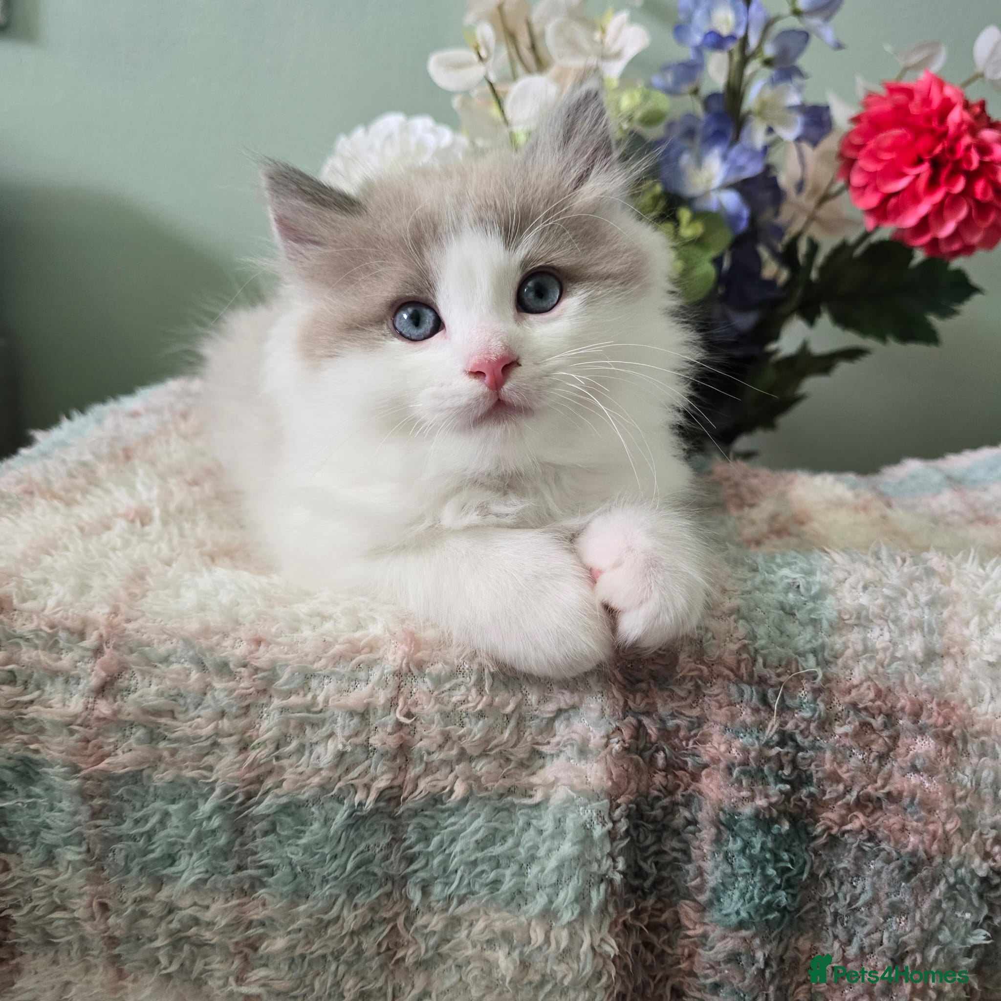 Ragdoll cats CollieKiss Ragdolls – Beautiful TICA Registered - Advert 2