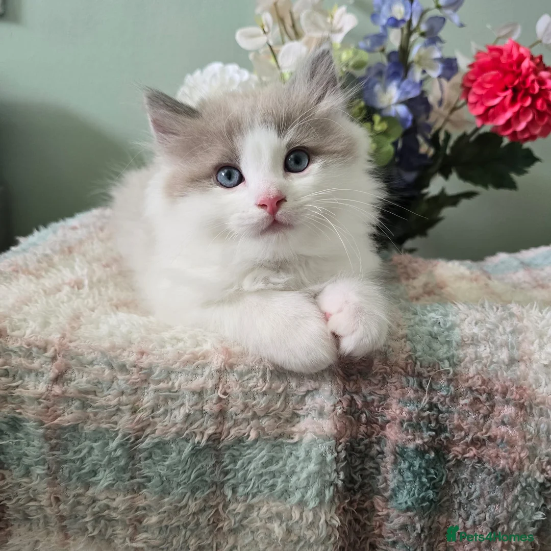 Ragdoll cats for sale: CollieKiss Ragdolls – Beautiful TICA Registered - Advert 1