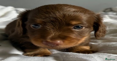 Miniature Dachshund dogs - Advert 7