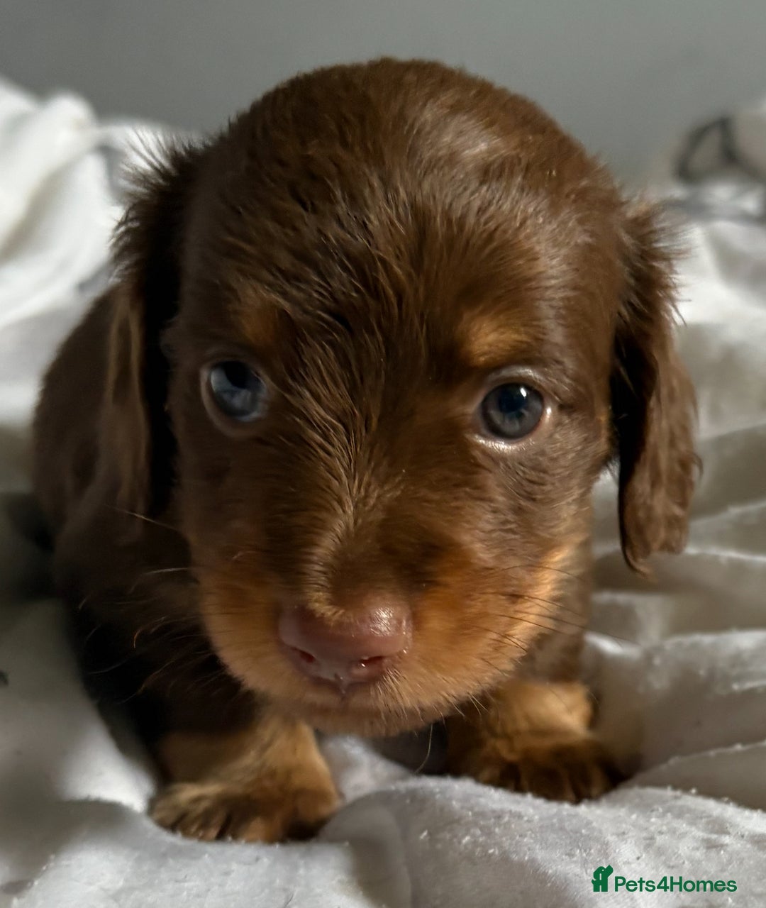 Miniature Dachshund dogs for sale: Long haired miniature dachshunds  - Image 2
