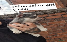French Bulldog dogs for sale: 6 beautiful frenchies  - Image 1