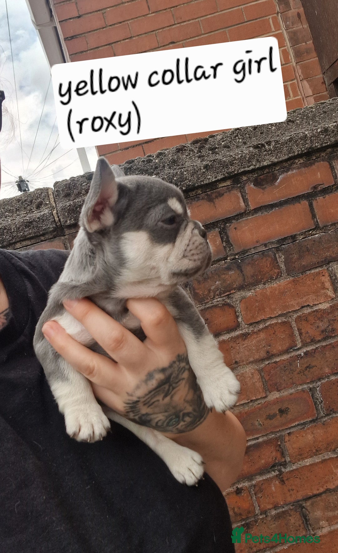 French Bulldog dogs for sale: 6 beautiful frenchies  - Image 1