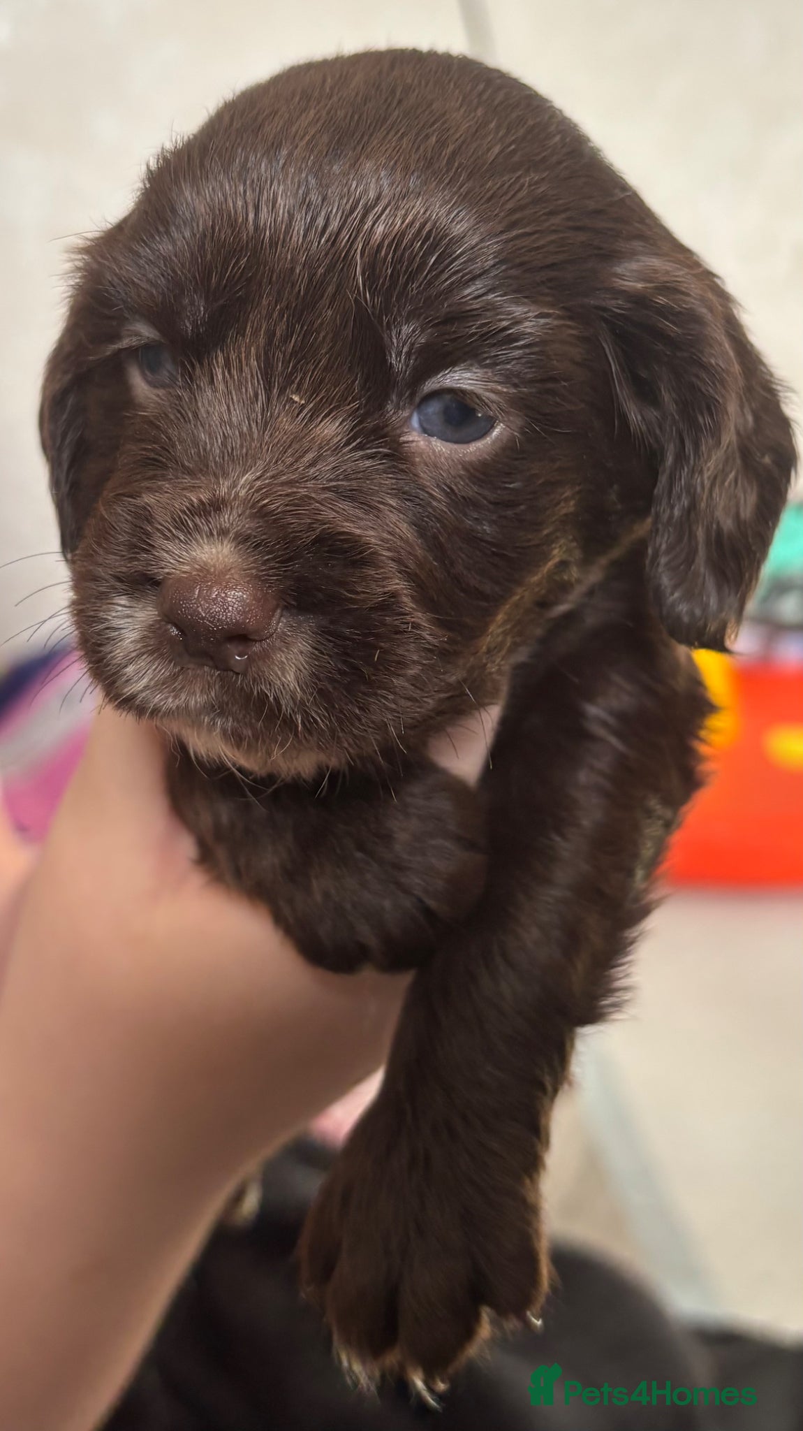 Sprocker dogs STUNNING CHOCOLATE SPROCKERS - Advert 2