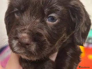 Sprocker dogs STUNNING CHOCOLATE SPROCKERS - Advert 2