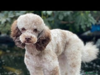 Poodle dogs in Worcester - Advert 11