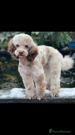 Poodle dogs KING OF THE WEST MIDLANDS CHOCOLATE MERLE POODLE in Worcester - Advert 1