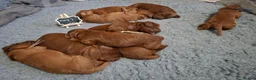 Irish Doodle dogs for sale: 🐾 Beautiful Irishdoodle Puppies - Advert 27