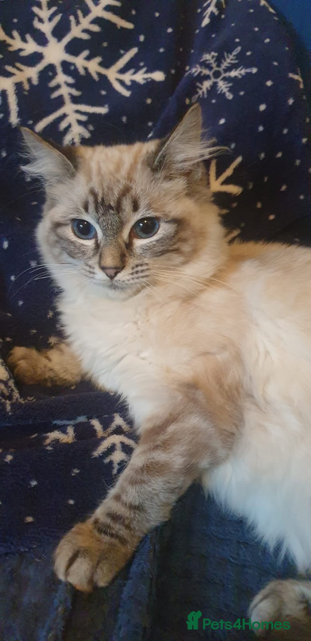 Ragdoll cats for sale: Beautiful GCCF Registered Lynx Ragdoll Kitten. - Advert 3