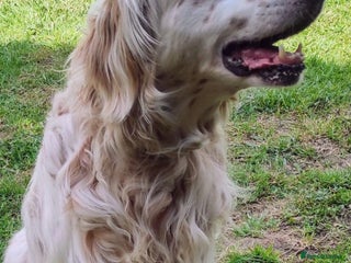 English Setter dogs Logan - Advert 1