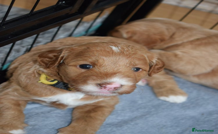 Mixed Breed dogs - Advert 14
