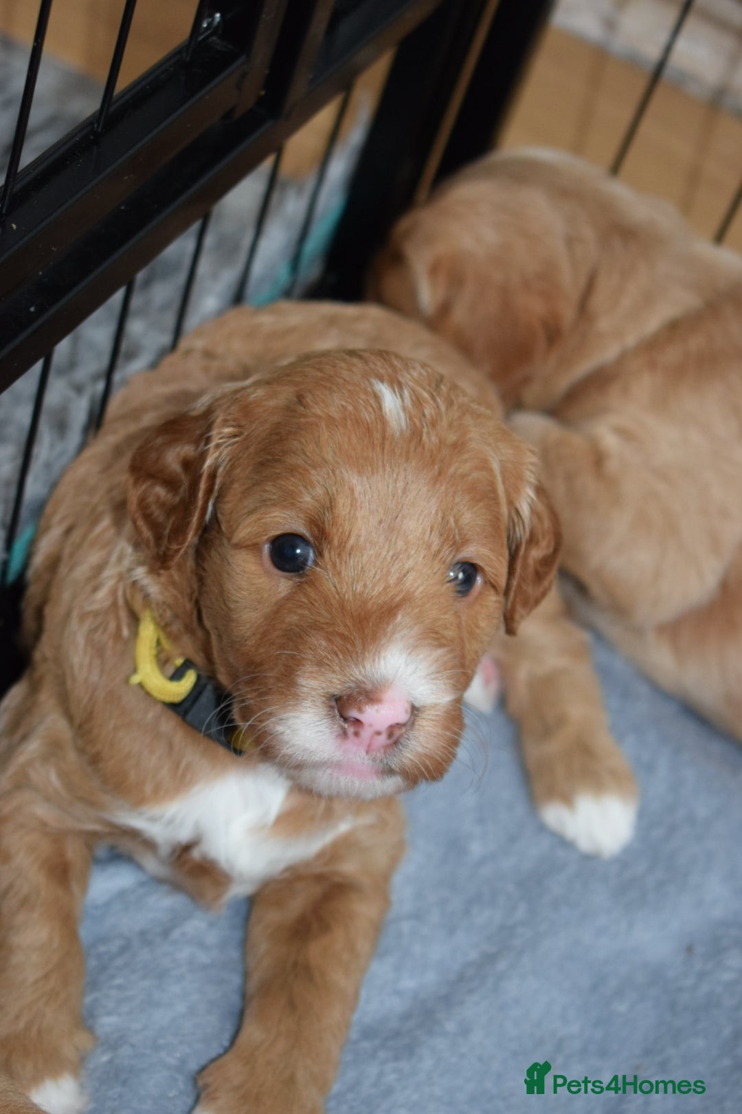 Mixed Breed dogs for sale: ✨Health Tested Australian Labradoodles ✨ - Image 10