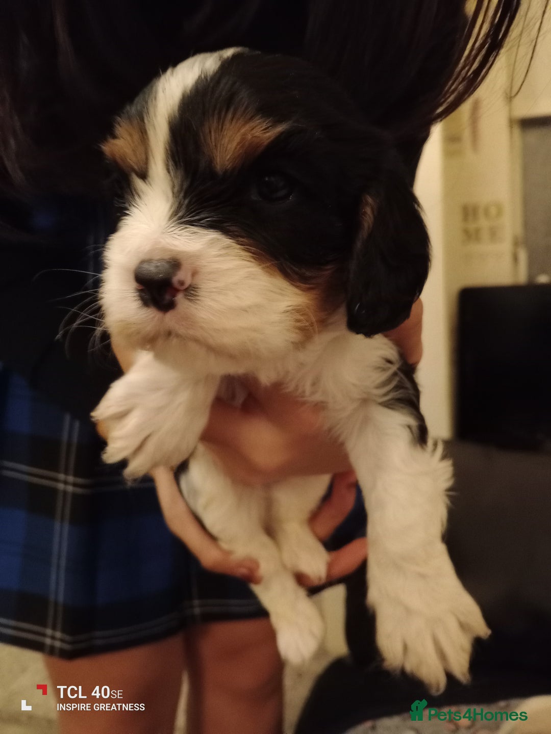 Cavapoo dogs for sale: A stunning litter of cavapoo beautiful costs  - Image 19