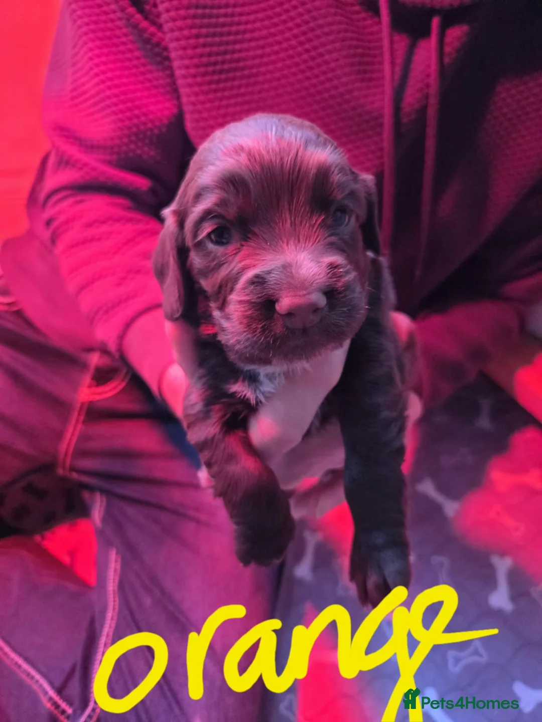 Cocker Spaniel dogs for sale: Beautiful cocker spaniels - Advert 2