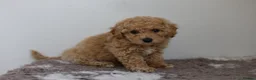 Cavapoo dogs for sale: Cavapoo Puppies  - Advert 16