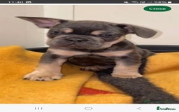 French Bulldog dogs for sale: Male 7 month old frenchie  - Image 11