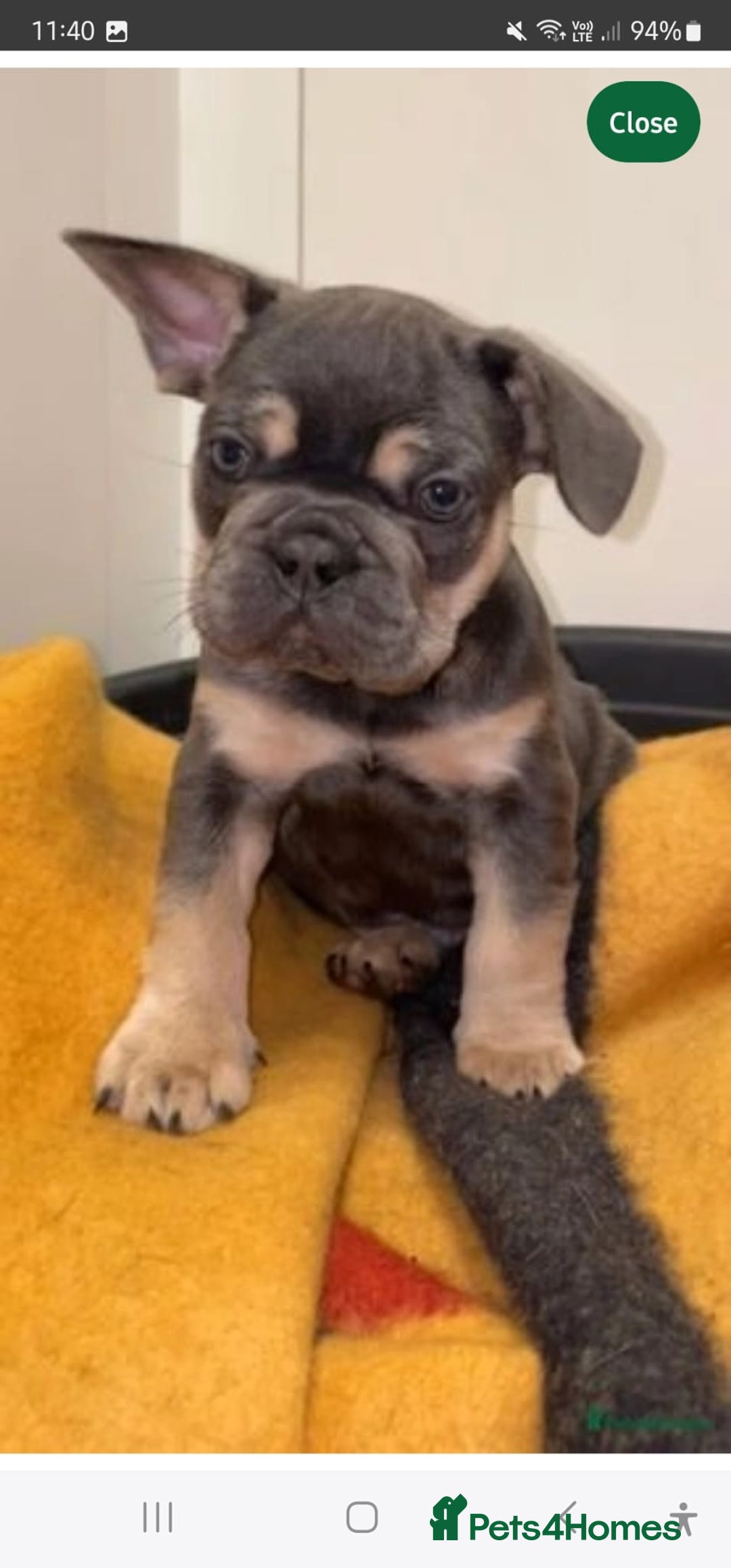 French Bulldog dogs for sale: Male 7 month old frenchie  - Image 11