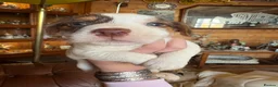 Jack Russell dogs for sale: Jack Russell puppies - Advert 13