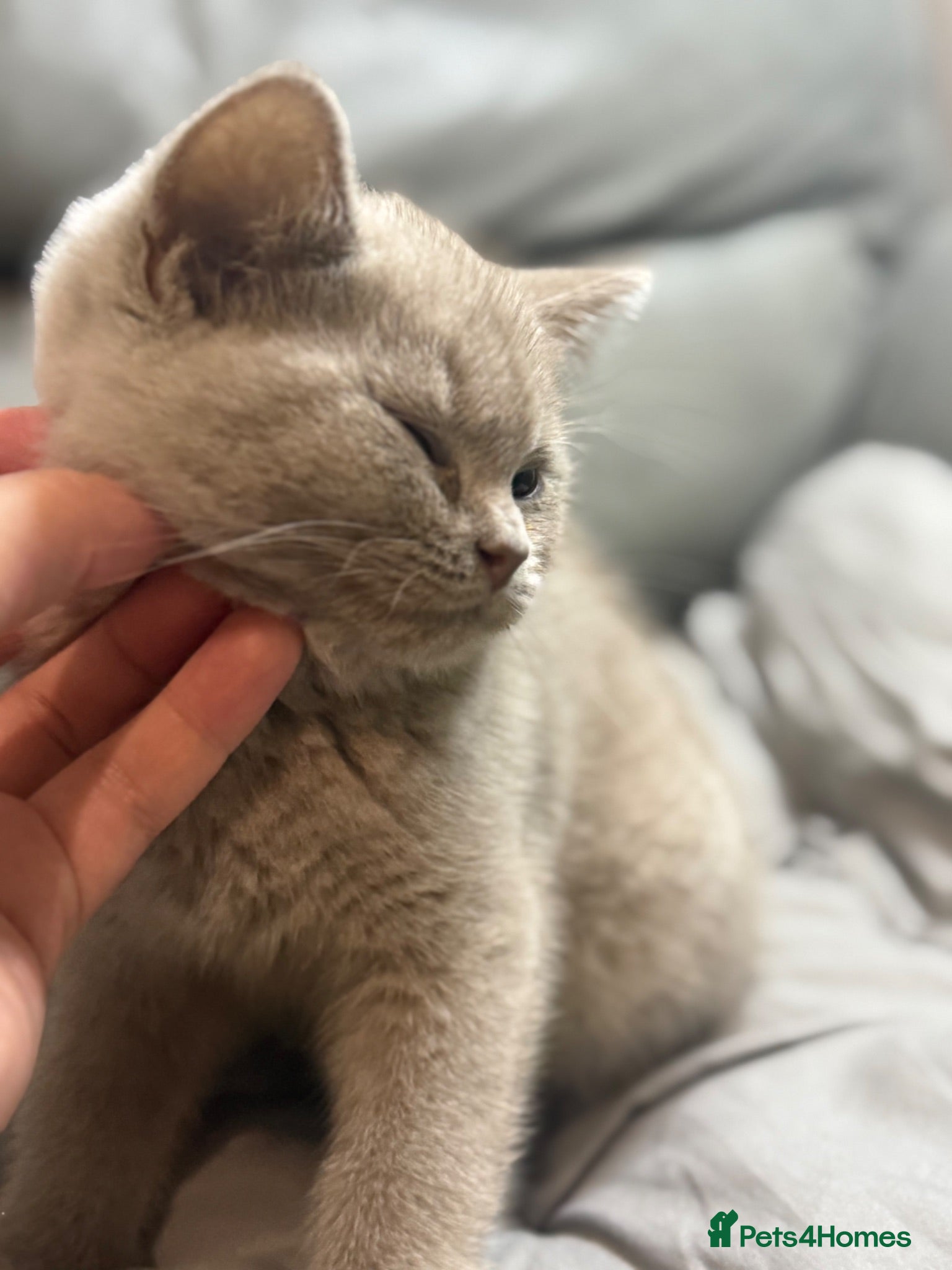 British Shorthair cats CUDDLY/LAP 100% Pure CHAMPIONS £750 ONLY - Advert 2