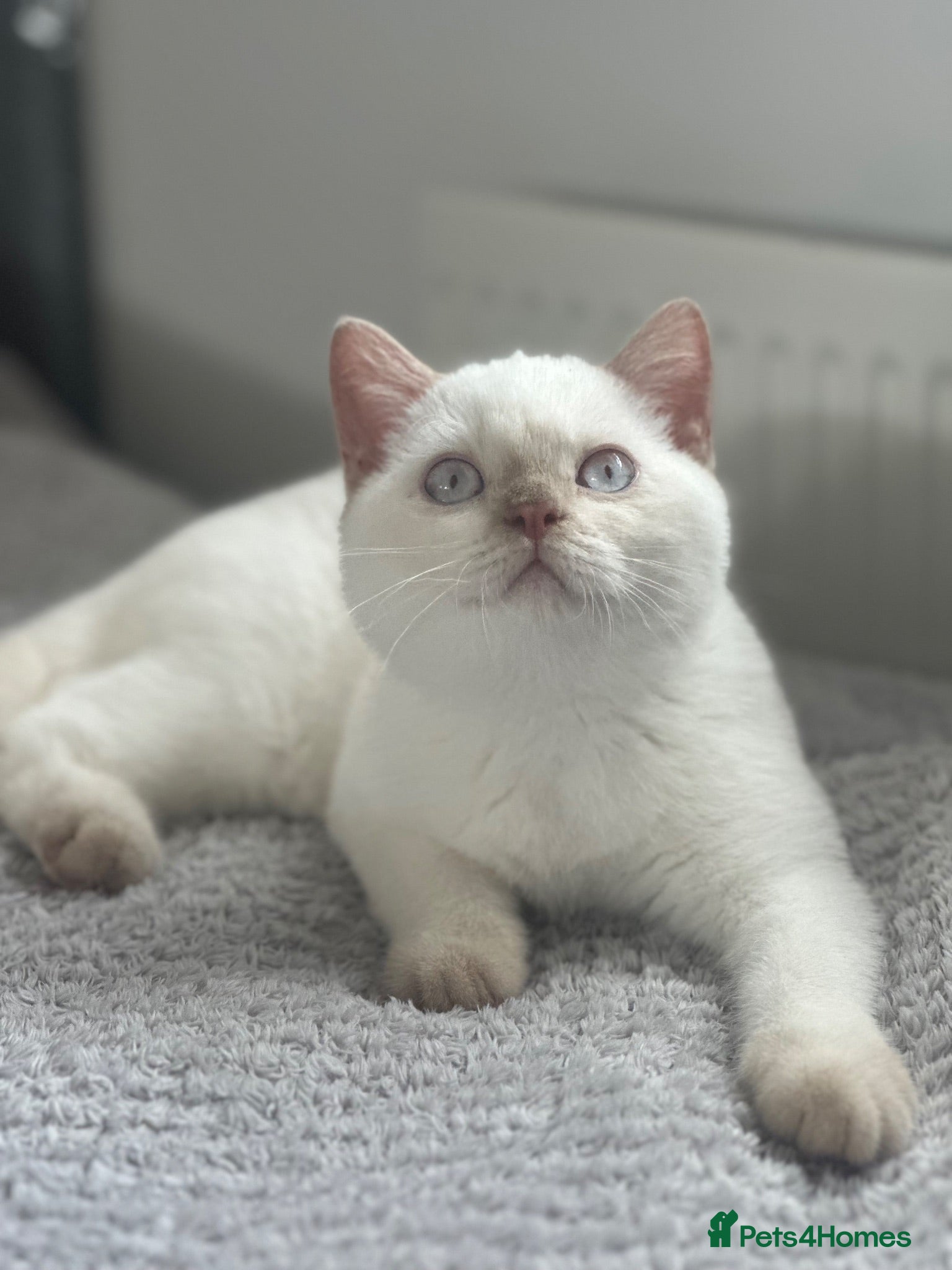 British Shorthair cats British shorthair rare colors  - Advert 2