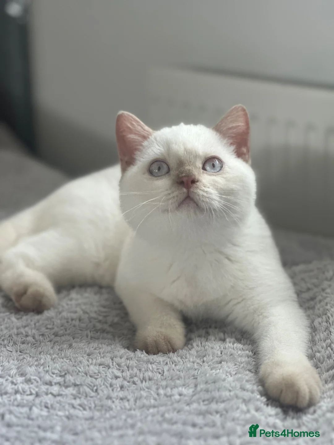 British Shorthair cats for sale: British shorthair rare colors  - Advert 2