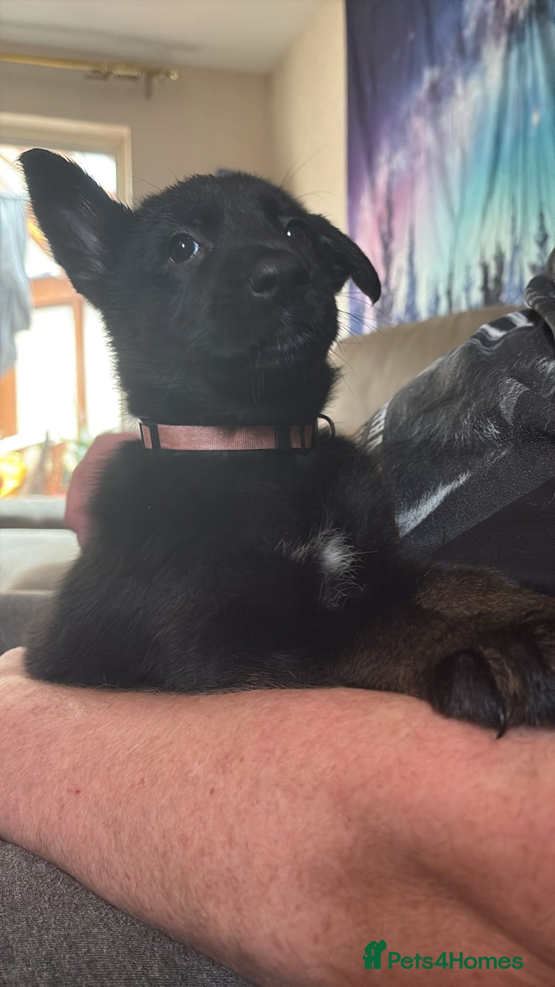 German Shepherd dogs for sale: German Shepard mainly black  - Advert 10