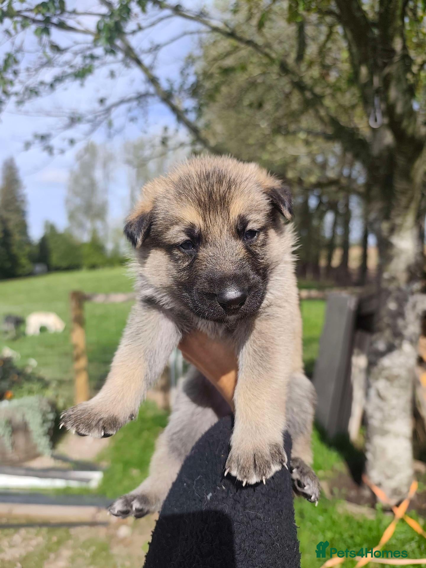 Mixed Breed dogs German Shepherd x Husky/Northern Inuit Puppies - Advert 18