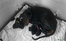 Dobermann dogs for sale: #ShadowdairDobermans #Pregnancy#DobermanLove - Image 1