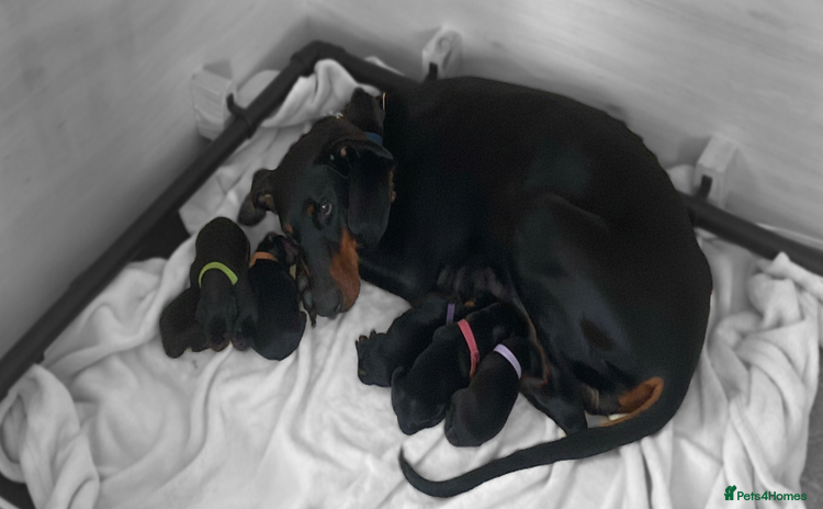 Dobermann dogs - Advert 7