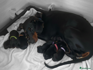 Dobermann dogs - Advert 8