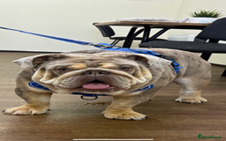 English Bulldog dogs for stud: Teddy bear 🧸 English bulldog stud in Newcastle upon Tyne - Image 2