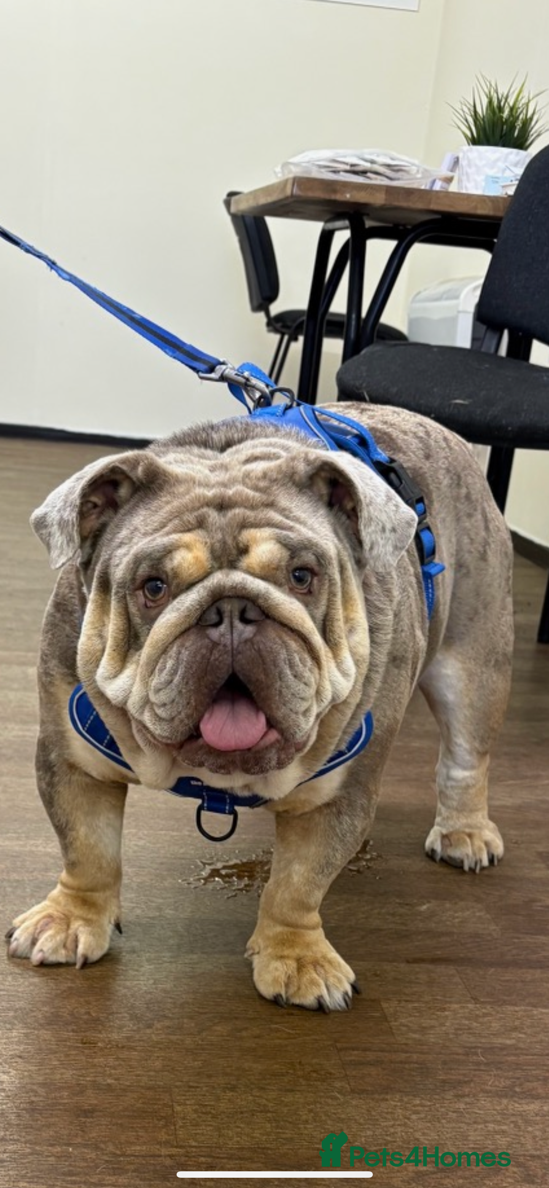 English Bulldog dogs for stud: Teddy bear 🧸 English bulldog stud in Newcastle upon Tyne - Image 2