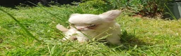 Chihuahua dogs for sale: Tiny tiny chihuahua girls  for sale  - Advert 2
