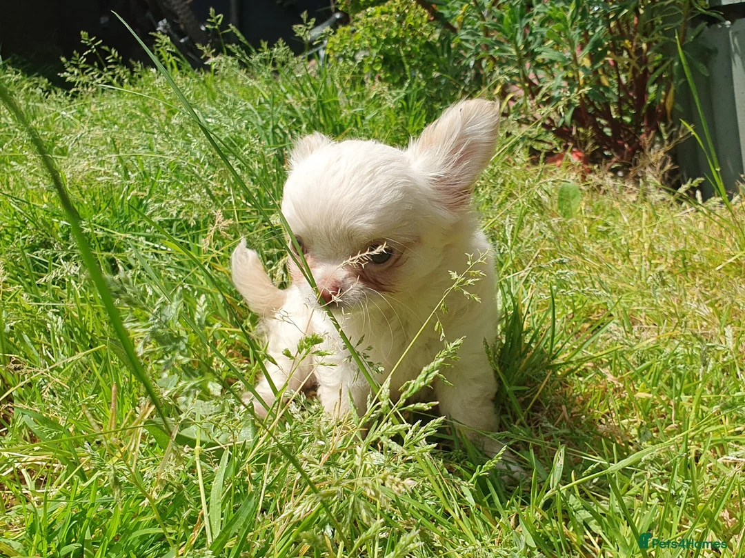 Chihuahua dogs for sale: Tiny tiny chihuahua girls  for sale  - Advert 2