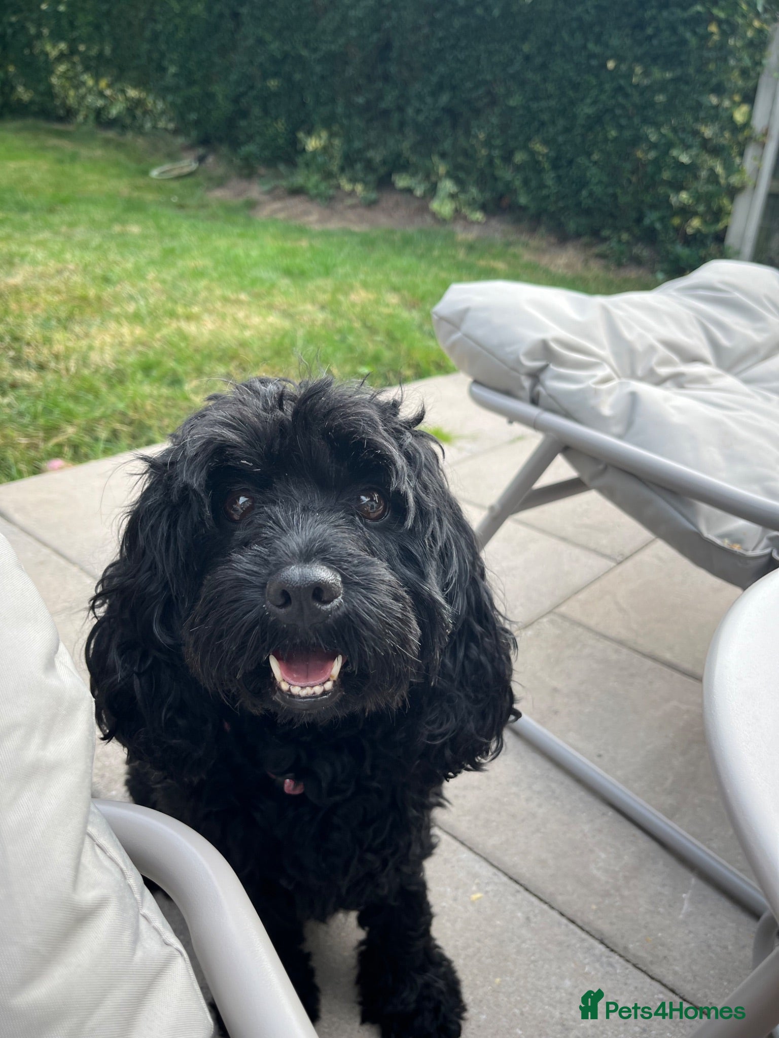 Cavapoo dogs Stunning F1bCavapoo pups Available for Loving Home - Advert 2