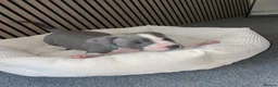 American Bully dogs for sale: American pocket bully pups in Peterborough - Advert 5
