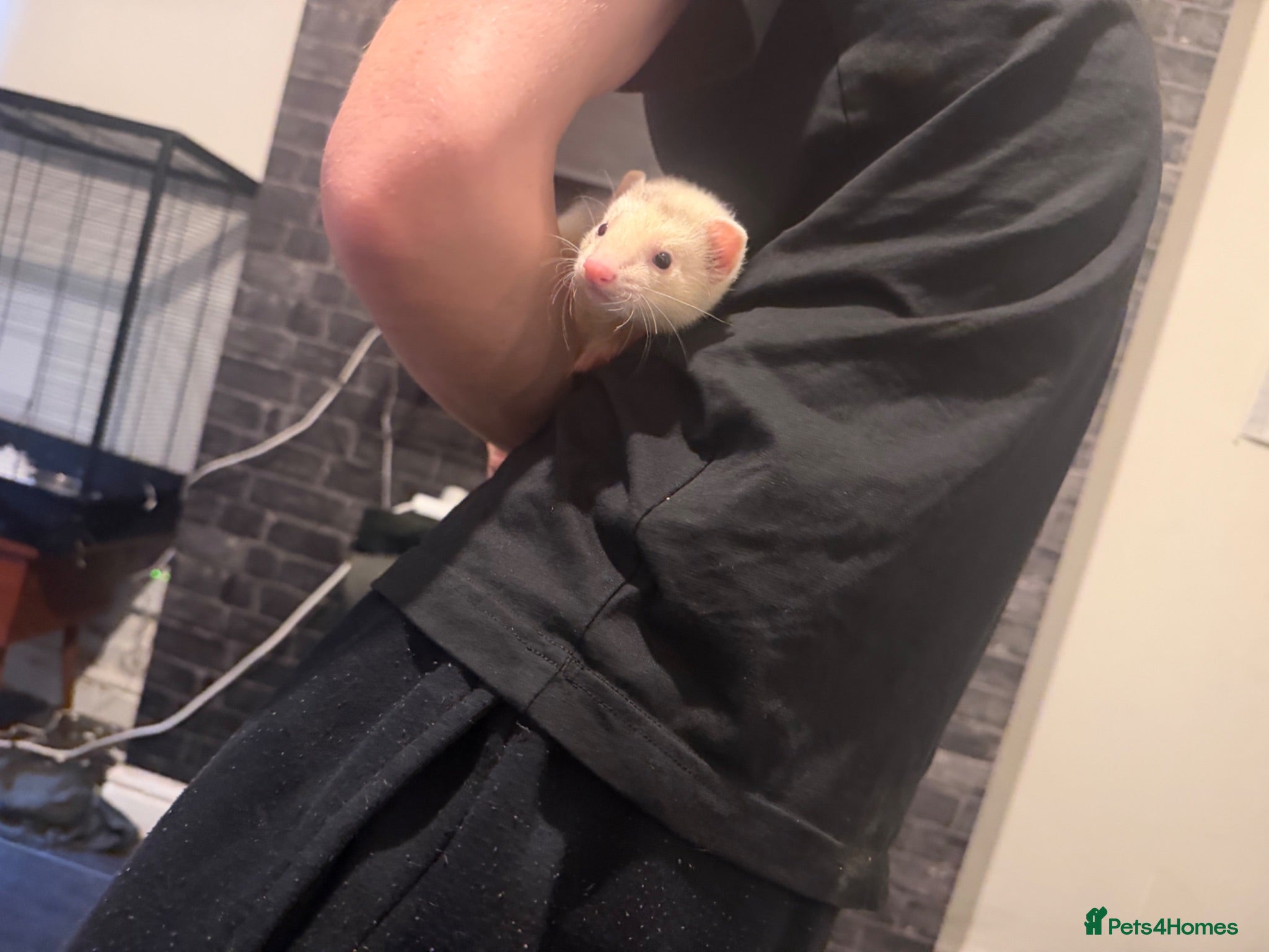Ferret rodents Jill forsale  - Advert 7