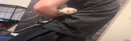 Ferret rodents for sale: Jill forsale  - Advert 1