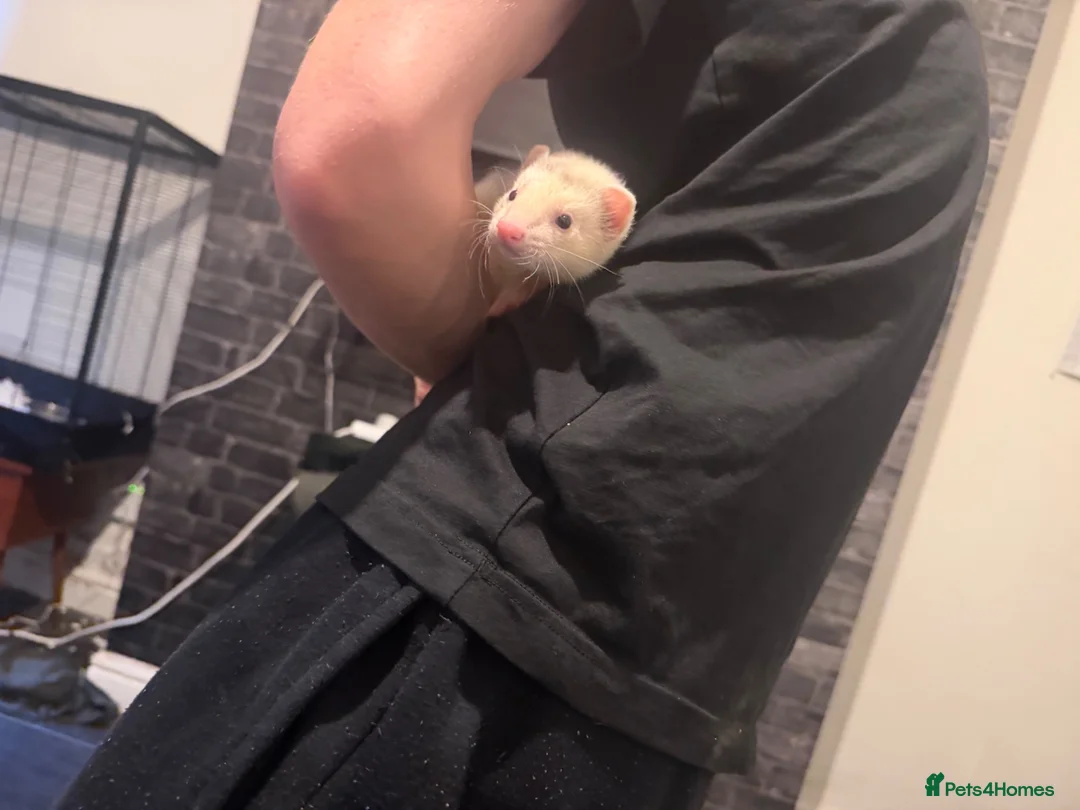 Ferret rodents for sale: Jill forsale  - Advert 1