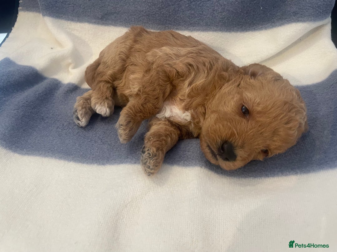 Toy Poodle dogs for sale: Toy poodle puppies  - Image 2