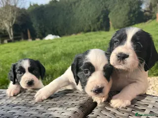 Sprocker dogs Sprocker puppies - Advert 16