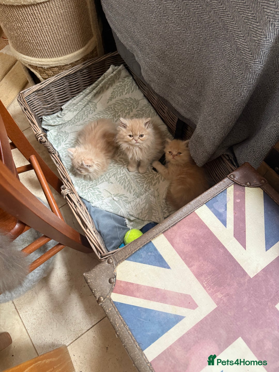 Persian cats for sale: Himalayan Persian cats - Image 4