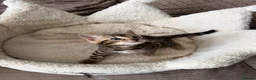 Bengal cats for sale: TICA pure breed Bengal kittens available.  - Advert 25