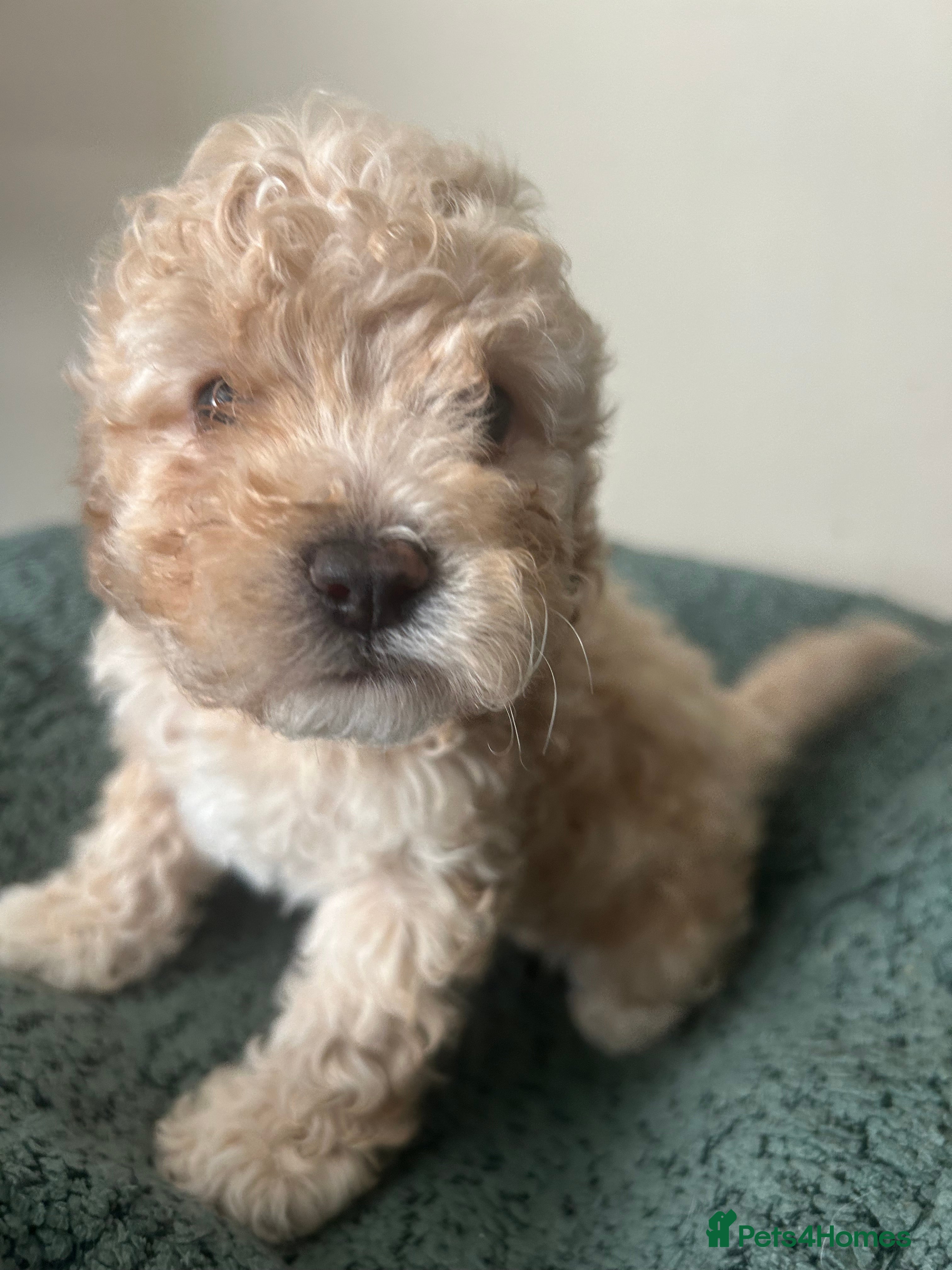 Cockapoo dogs 3 Stunning Small Cockapoos - Advert 7