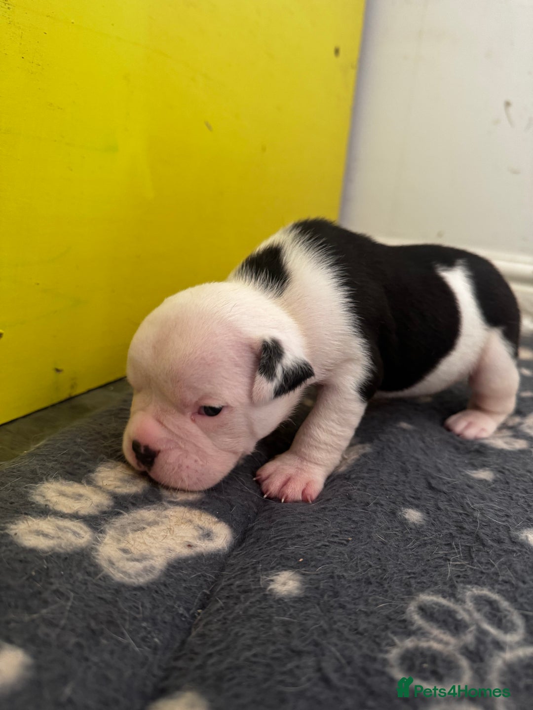 Dorset Olde Tyme Bulldogge dogs for sale: Olde tyme bulldogge puppies - Image 16