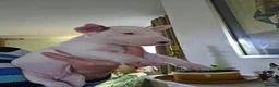 Bull Terrier dogs for sale: Outstanding Quality Bull Terrier Puppies - Advert 13